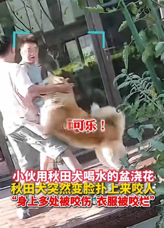 朋友用狗喝水的盆浇花被狗撕咬 主人透露更多